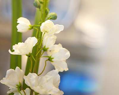 Flowers at the reception of Tokyo Ideal Org